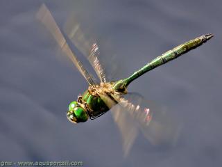 Corduliidae (espce Somatochlora metallica)