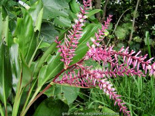 Des inflorescences de Cordyline fruticosa, l'pinard hawaen