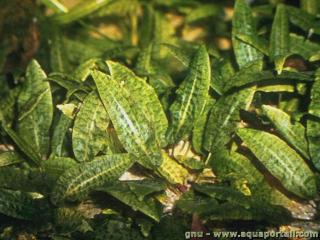 Cryptocoryne affinis en aquarium