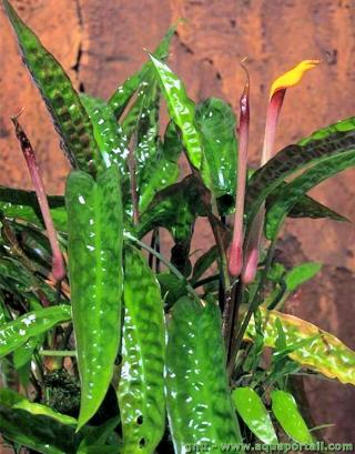 Cryptocoryne hudoroi con flores en cultivo emergido