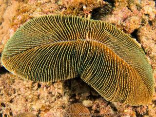 Ctenactis echinata