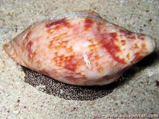 Cymbiola (especie Cymbiola rutila)