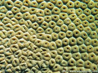 Diploastrea heliopora
