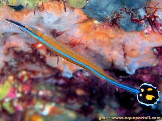 Doryrhamphus (espce Doryrhamphus japonicus)