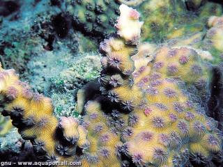 Echinopora mammiformis en croissance en milieu naturel