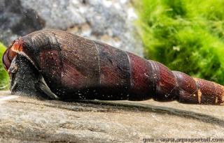 Adulte Faunus ater en aquarium