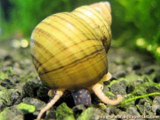 Filopaludina sumatrensis polygramma en acuario
