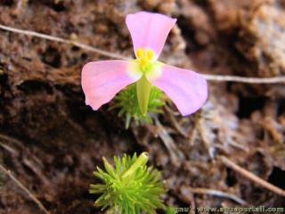 Fleur rose Mayaca fluviatilis