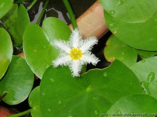Une fleur dentelle de Nymphoides indica