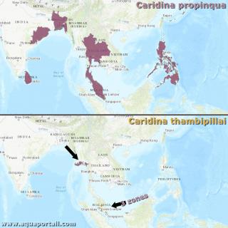 Comparacin de las reas de distribucin Caridina propinqua vs. Caridina thambipillai
