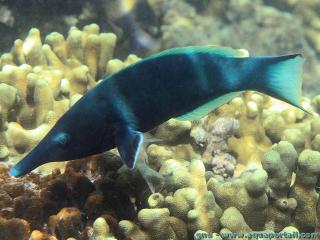 Gomphosus caeruleus