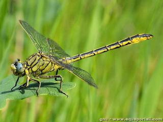 Gomphus (espce Gomphus pulchellus)
