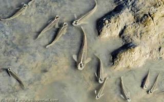 Un grupo de Anableps anableps de cuatro ojos en el barro