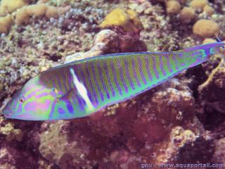 Hologymnosus doliatus