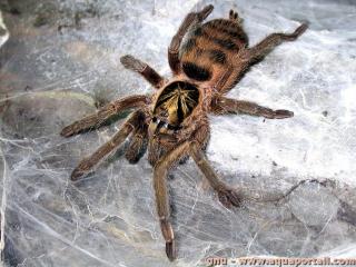 Holothele incei