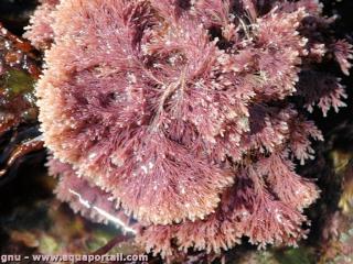 Jania (espèce Jania rubens)