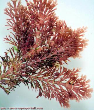 alga roja Jania subulata