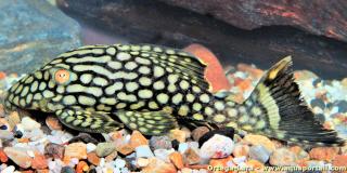 plco L330, Panaque nigrolineatus laurafabianae