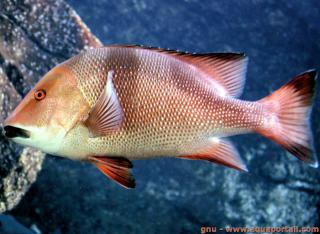 Lutjanus sebae