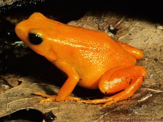 Mantella (especie Mantella aurantiaca)