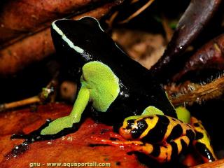 Mantellidae (especie Mantella baroni)