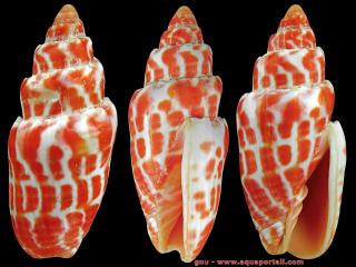 Mitra (especie Mitra stictica)