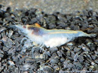 Crevette Snow Ball White Pearl (Neocaridina zhangjiajiensis)