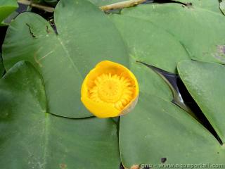 Nuphar lutea
