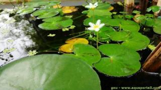 Nymphoides indica en bassin de jardin