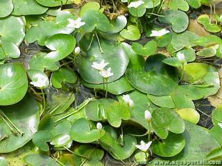 Nymphoides indica