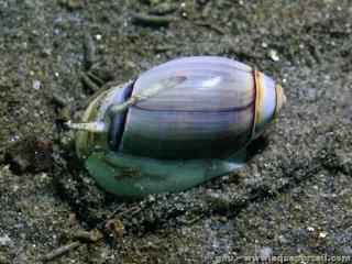 Olividae (espce Olivella biplicata)