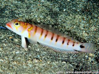 Parapercis (espce Parapercis multifasciata)
