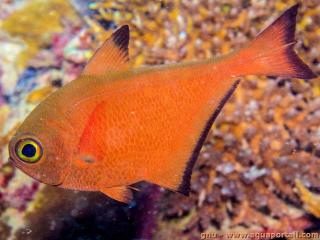 Pempheris (espce Pempheris flavicycla)