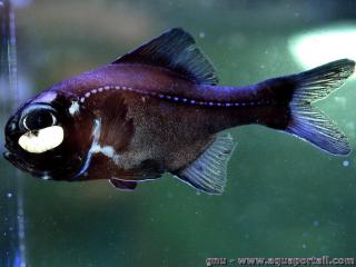 Photoblepharon (especie Photoblepharon palpebratum)