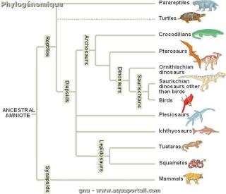 phylognomique