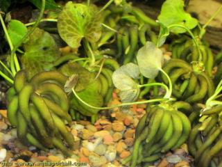 Les tubercules en forme de banane de Nymphoides aquatica