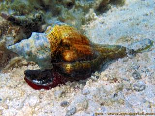 Pleuroploca trapezium