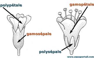 polyptale