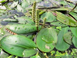 Feuilles et fleurs de potamots nageant Potamogeton natans