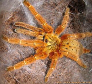 Pterinochilus (especie Pterinochilus murinus)
