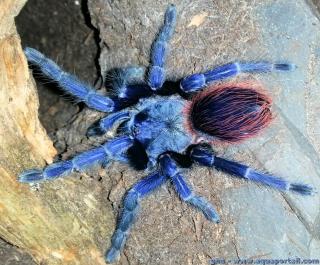 Pterinopelma sazimai