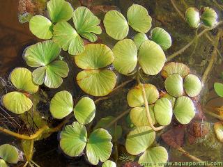 Regnellidium diphyllum en su entorno natural