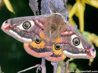 Saturniidae (especie Saturnia pavonia)