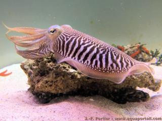 famille Sepiidae (espce Sepia officinalis)