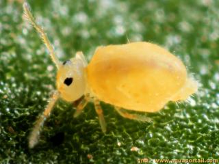Sminthuridae (especie Bourletiella arvalis)