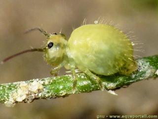Sminthurus (espce Sminthurus viridis)