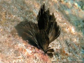 Symploca hydnoides