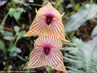 Telipogon (espce Telipogon nervosus)