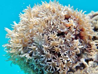 Tubipora (especie Tubipora musica)