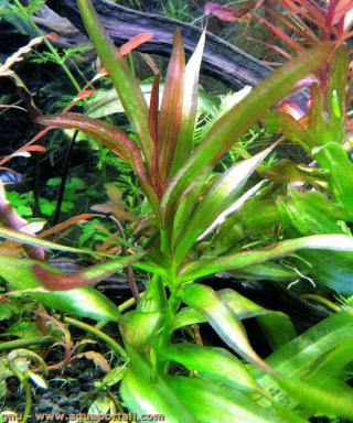 Vallisneria caulescens (croissance rouge)
